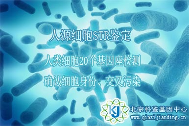 人源細(xì)胞鑒定