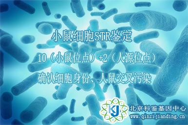 小鼠細(xì)胞鑒定