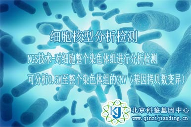 細(xì)胞核型分析