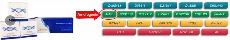 北京親子鑒定中心法醫(yī)DNA檢測中的性別位點